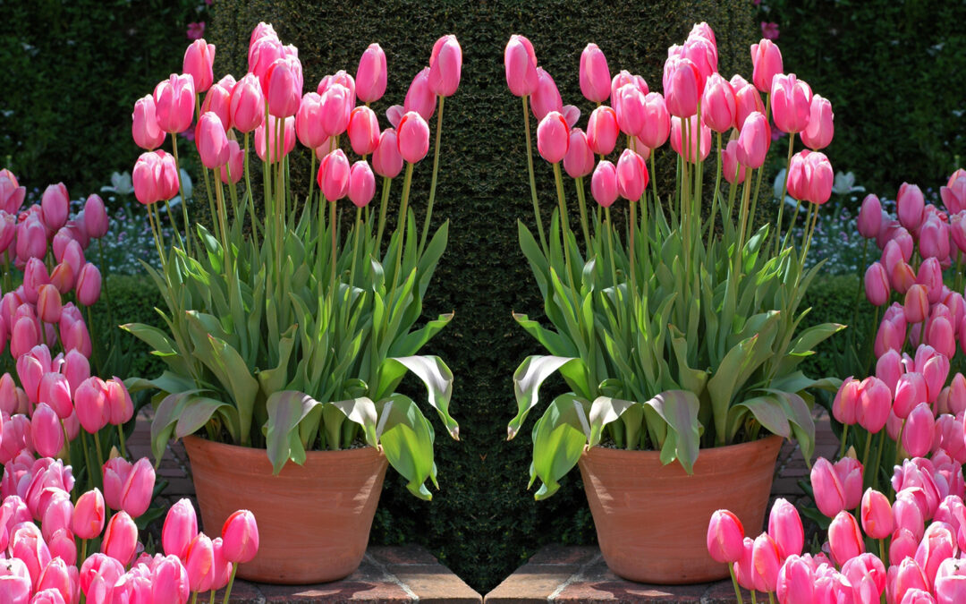 Time for Bulbs