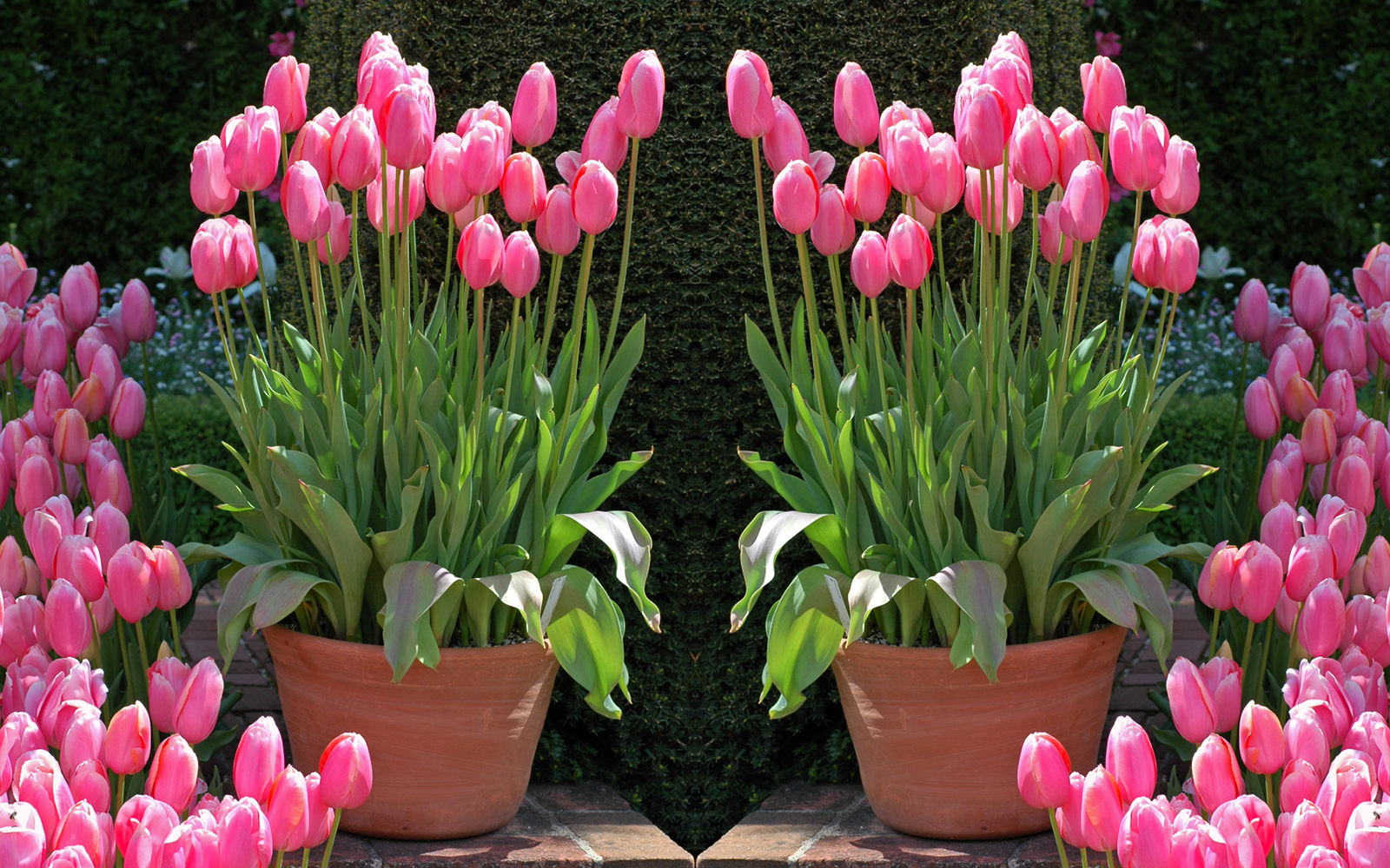Time for Bulbs